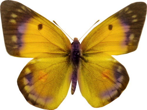 őszi állatok_113.png